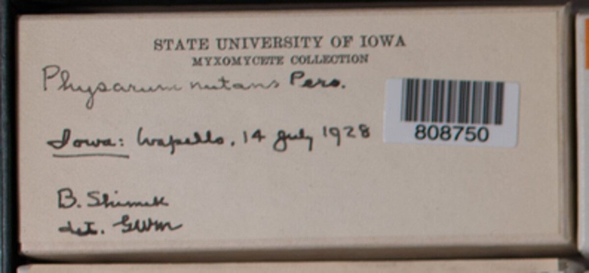 Physarum nutans image